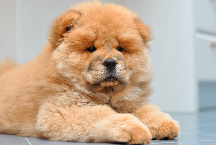 Chow chow filhote deitado no chão