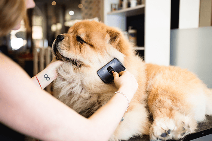 Chow chow filhote com uma mulher escovando seu pelo