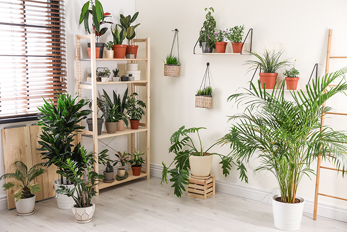 decoração com vasos de plantas