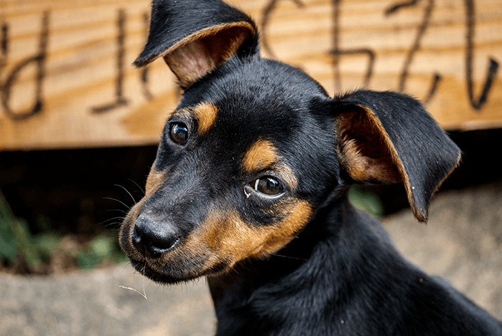 Filhote de pinscher parado para a foto