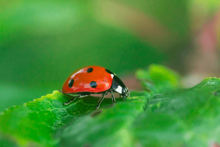 Joaninha na natureza