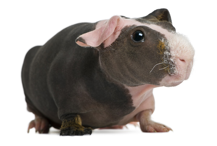 Skinny pig