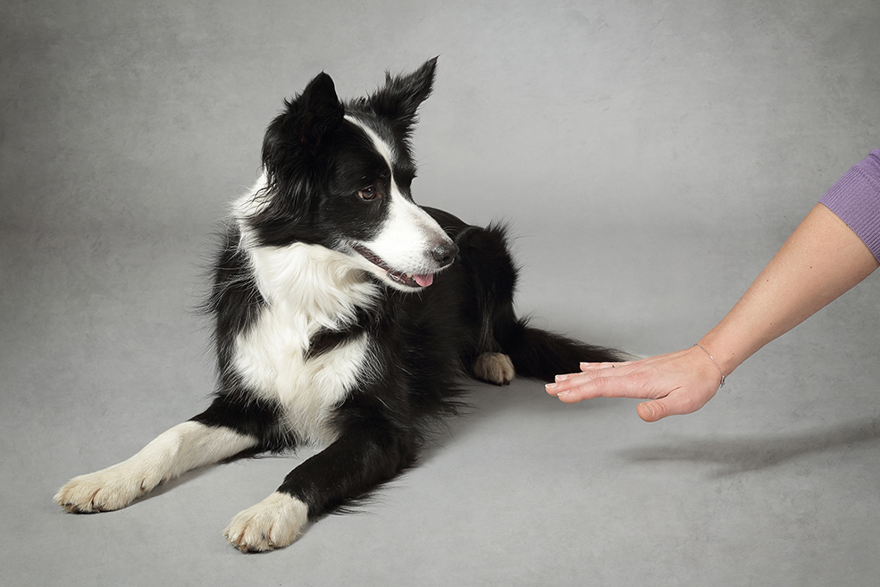 adestramento de cães sendo realizado com um border collie