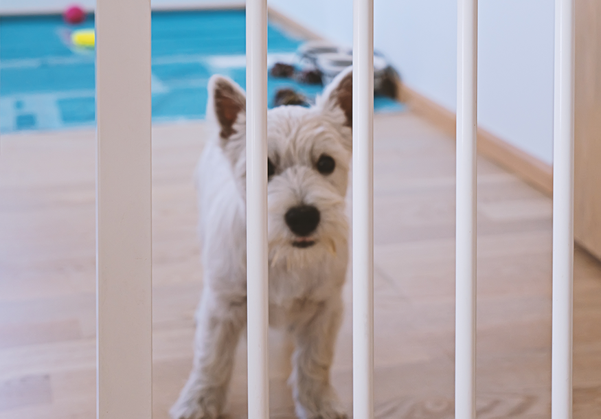 filhote atrás do portão para cachorro