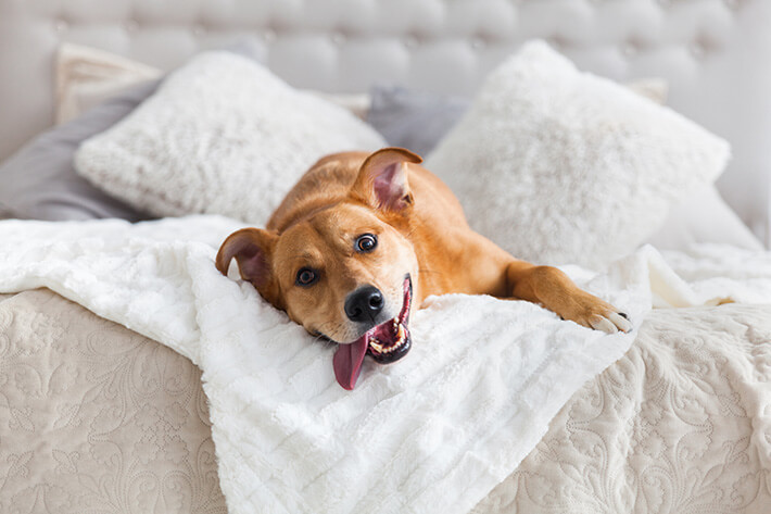 quantos anos vive um cachorro vira-lata