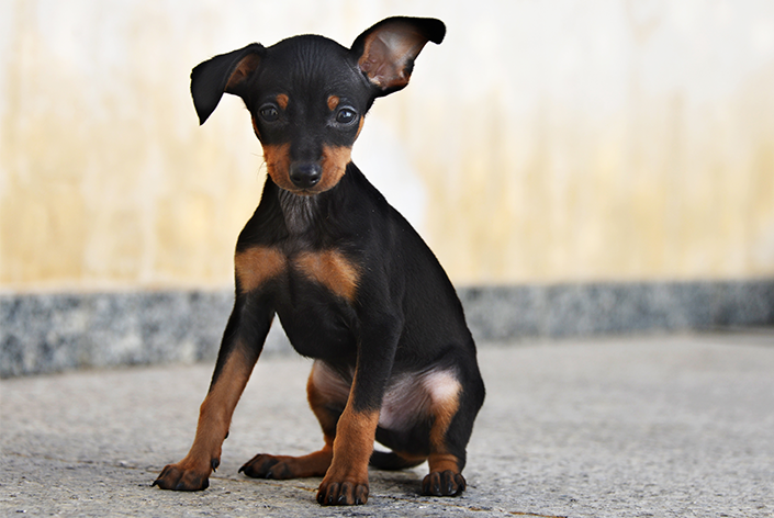 Filhote de pinscher sentado no chão