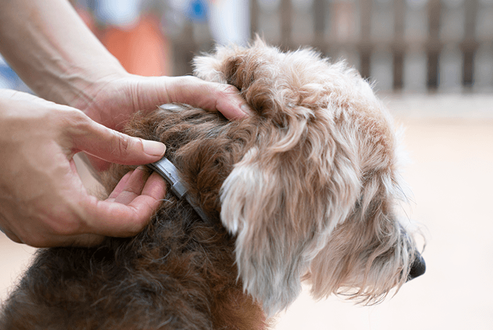 Cachorro com coleira seresto