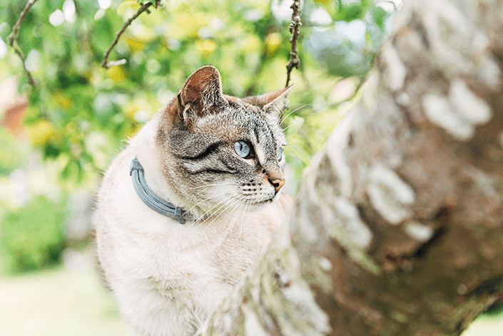 Gato com coleira antipulgas seresto