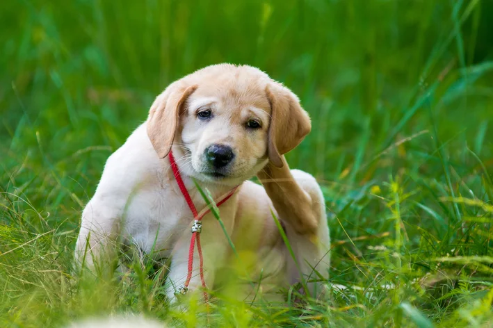 cachorro com pulgas se coçando