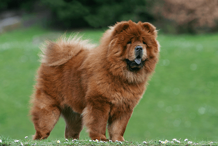 Chow chow filhote em pé olhando para a frente