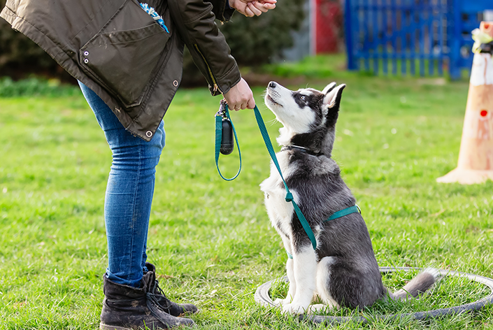 Mulher aprende como educar um cachorro Husky