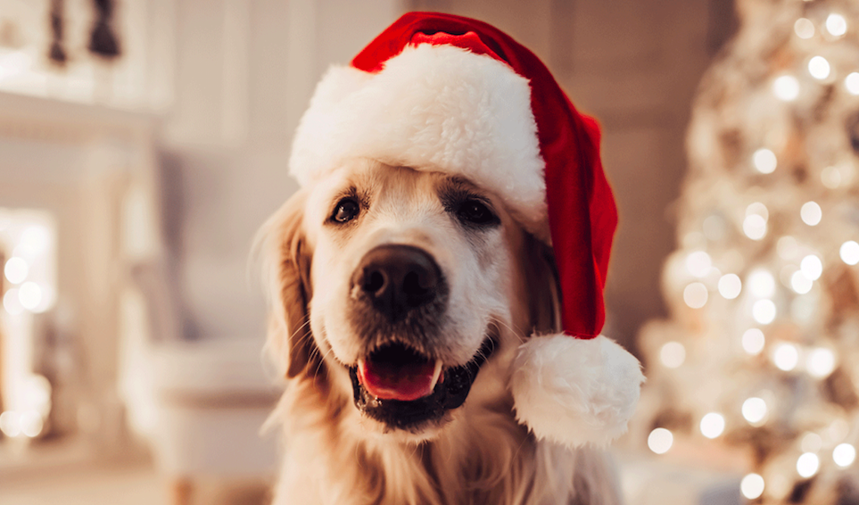 Cachorro Golden com gorro de papai noel