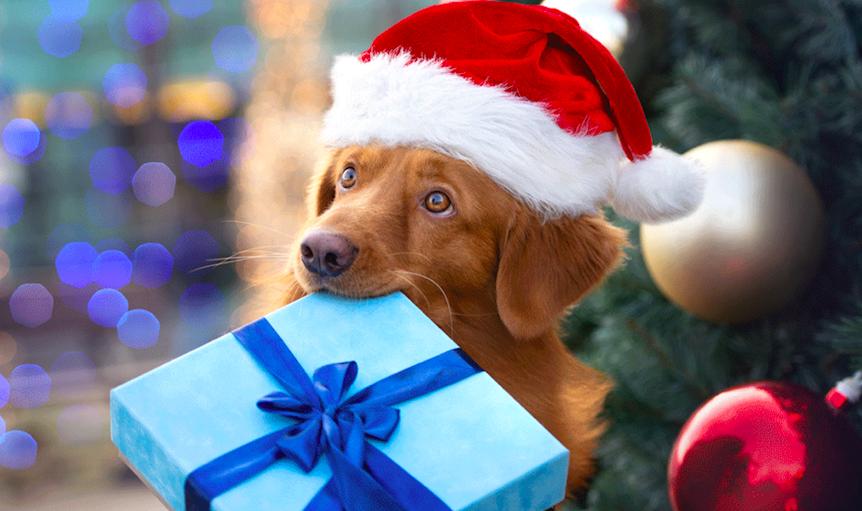 cachorro segurando presente na boca com gorro de papai noel