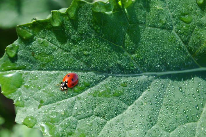 Joaninha Coccinella septempunctata