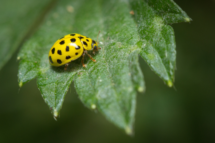 Psyllobora vigintiduopunctata