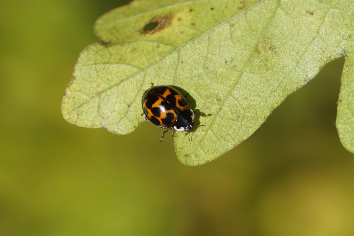 Harlequin succinea