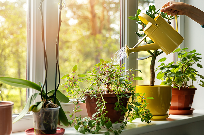 plantas para dentro de casa