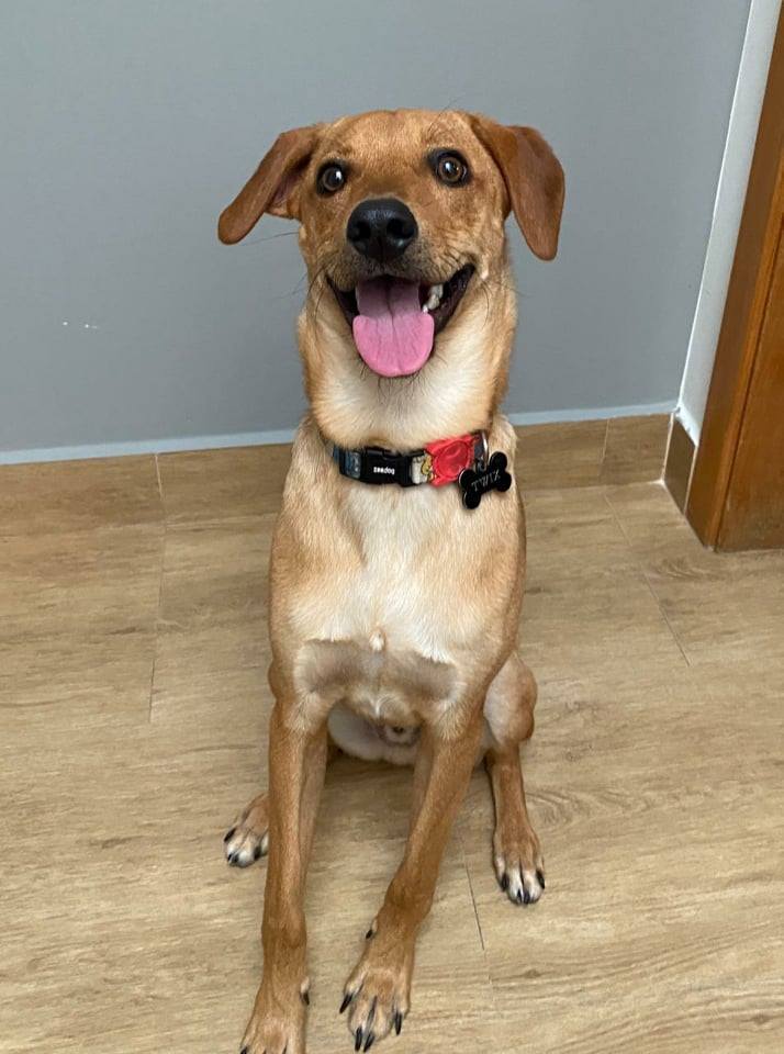 cachorro caramelo sentado sorridente com coleira no pescoço