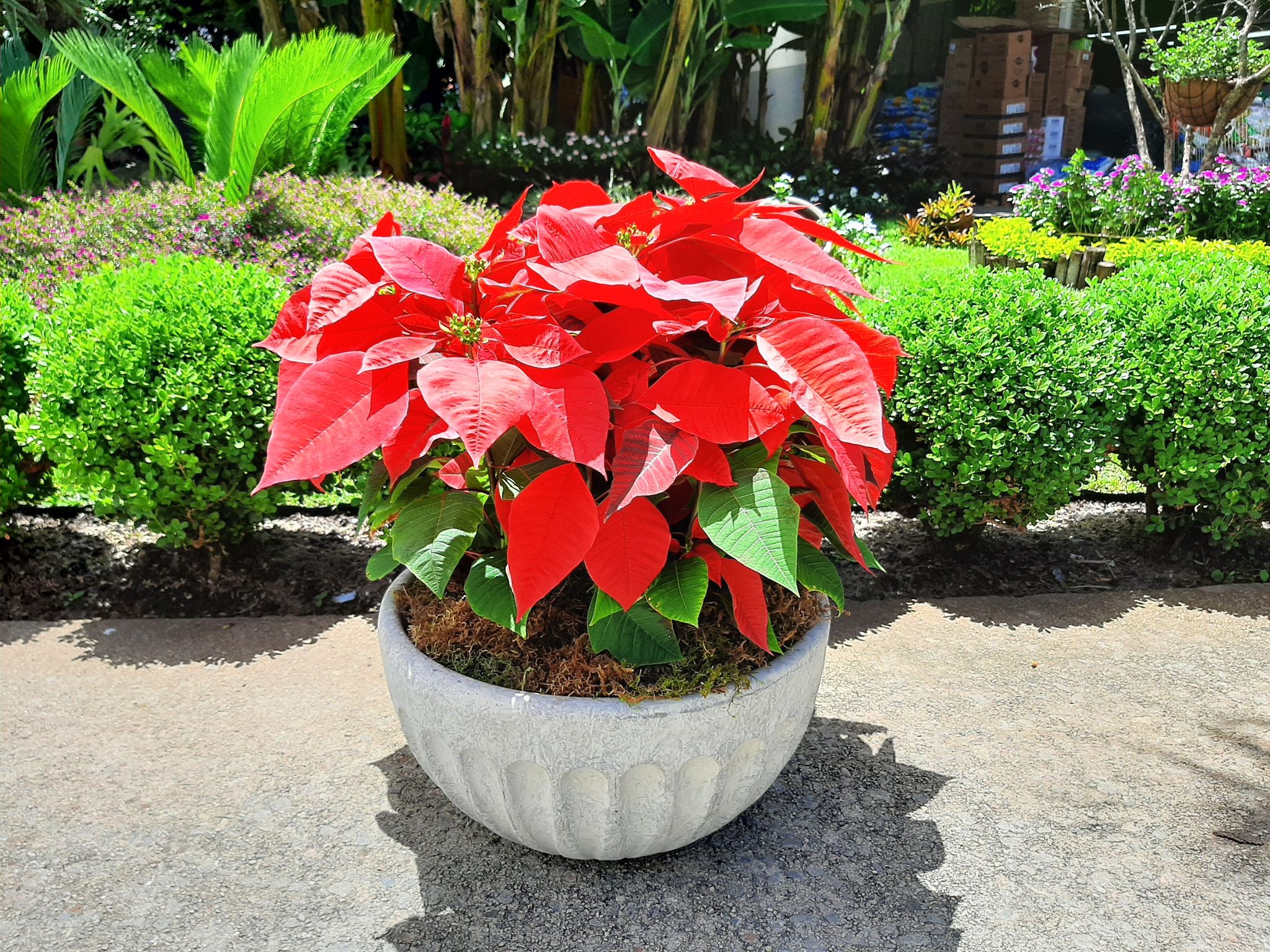 Arranjos com Poinsetia