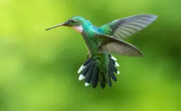 beija-flor voando