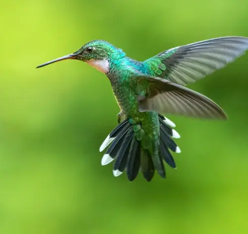 beija-flor voando