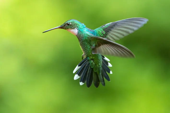 beija-flor voando