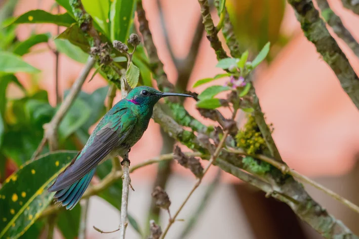 colibri orelha de violeta na natureza