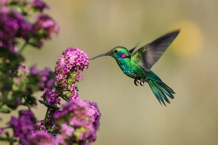 beija flor voando no jardim