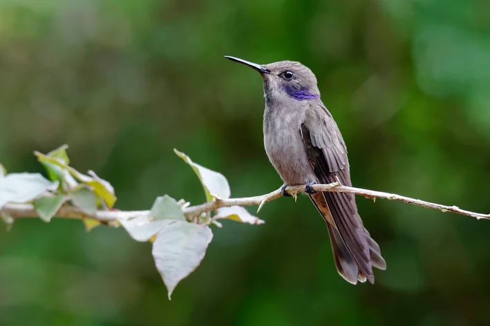 Beija-flor-marrom na natureza