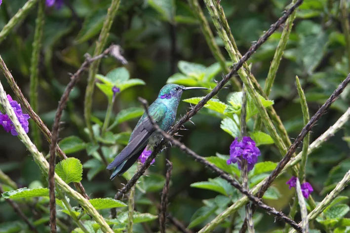 colibri violeta