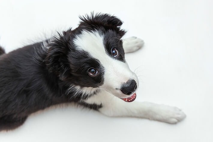 border collie filhote deitado olhando para cima