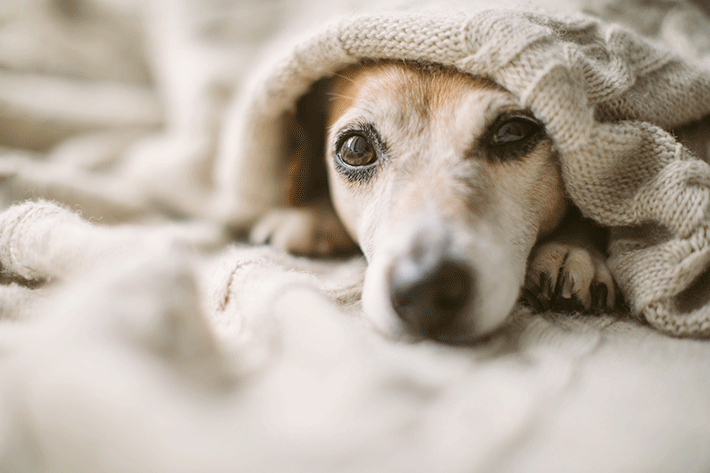 cachorro com diarreia o que pode ser