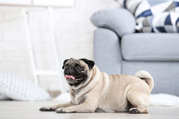 cachorro de pelo curto da raça pug deitado no chão de uma sala