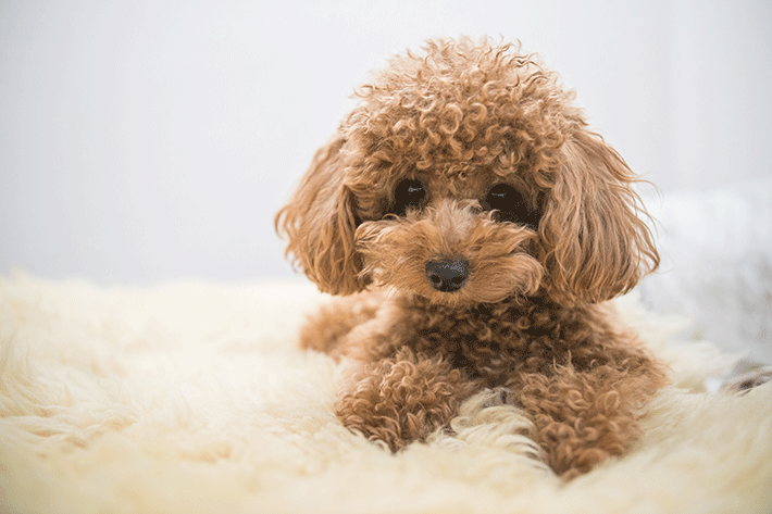 cachorro de pelo longo da raça poodle deitado em um cobertor