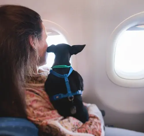 tutora viajando com cachorro em avião