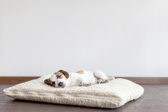 um cachorro filhote deitado em uma almofada branca olhando para a câmera