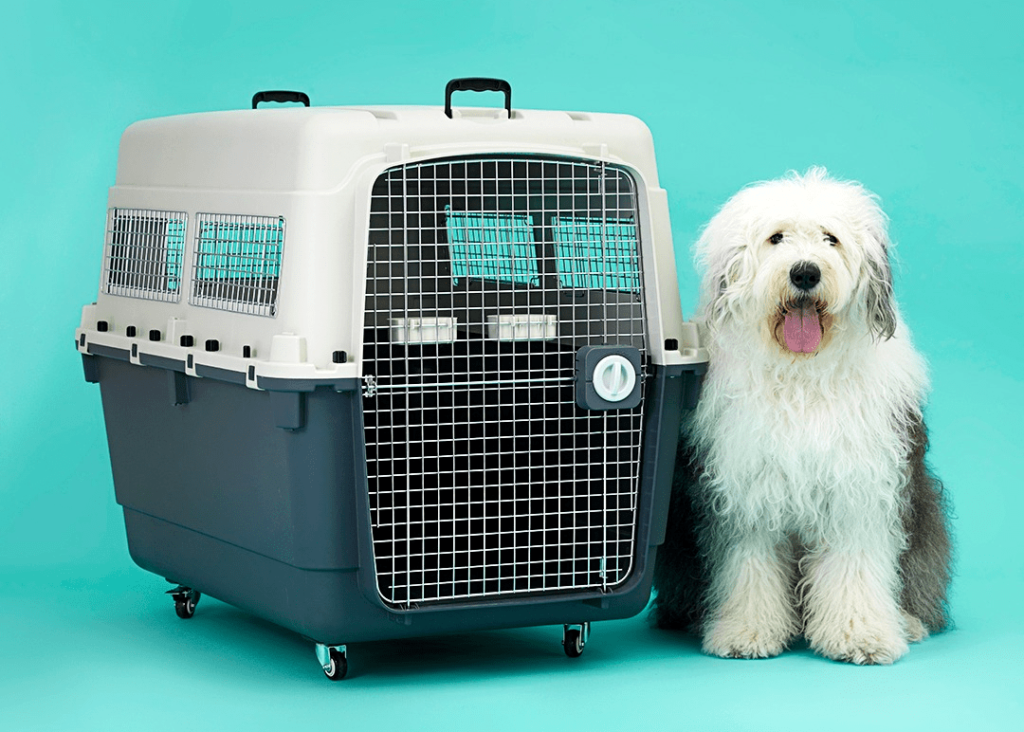 cachorro grande e peludo ao lado de caixa de transporte C-Pet