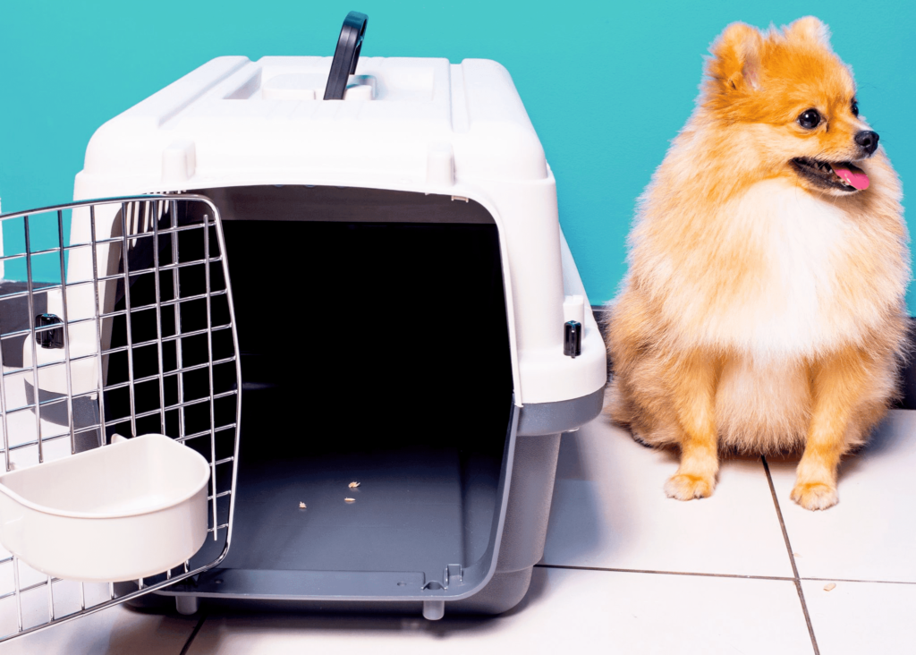 cachorro Lulu da Pomerânia ao lado de caixa de transporte com a porta aberta