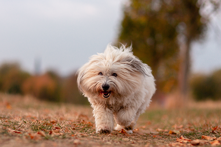 cachorro que não solta pelo correndo