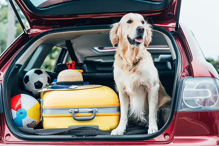 viagem de carro com cachorro