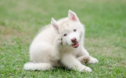 Cachorro com pulga se coçando