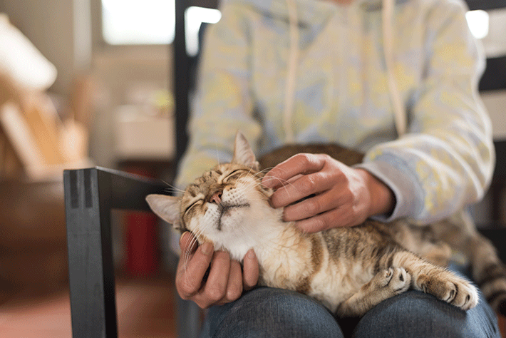 gato idoso recebendo carinho da dona no colo