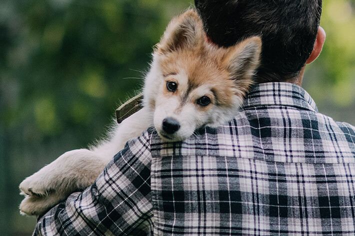 husky siberiano filhote no colo do tutor