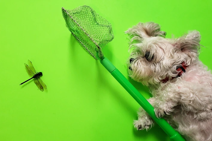 Como prevenir a dirofilariose em cães