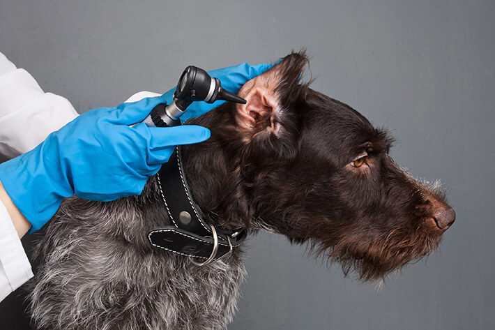 como saber se o cachorro está com dor de ouvido