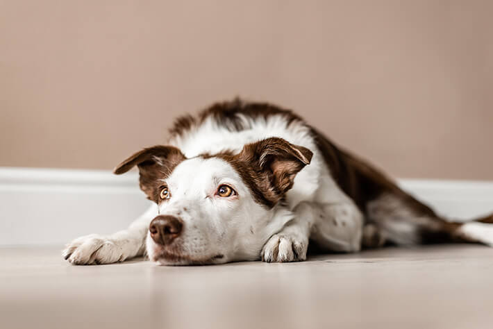 como saber se o cachorro está com dor