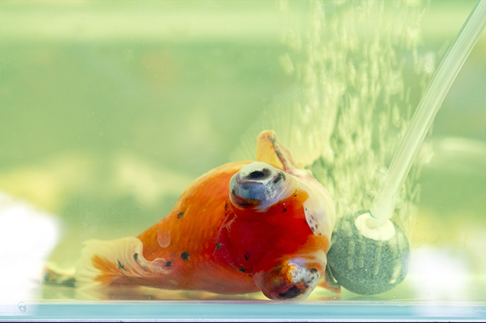 cuidados com peixe doente