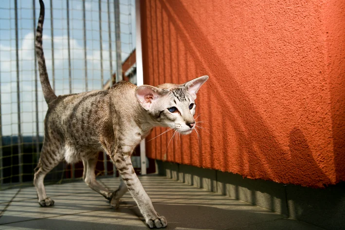Imagem de um gato cinza com listras pretas caminhando na área externa de um apartamento, com parede laranja ao fundo e grade de proteção ao lado.