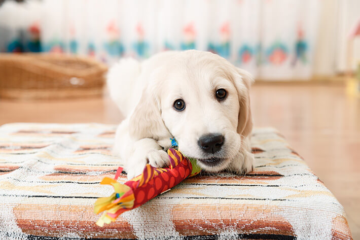 filhote de labrador brincando no chão com um ossinho colorido