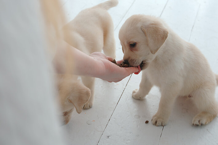 golden retriever filhote comendo ração